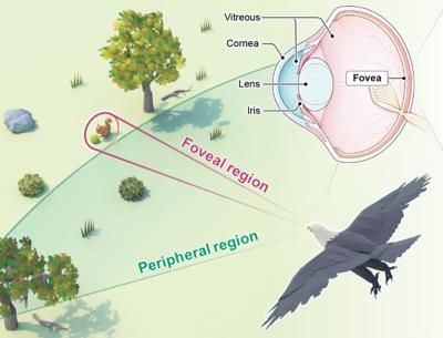 Bird eye–inspired perovskite artificial vision system image