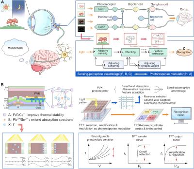 Perovskite retinomorphic image sensor for embodied intelligent vision image