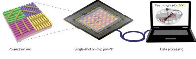 Perovskite polarization photodetector mimicking desert ant image