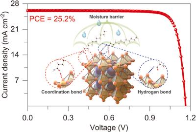 Restraining ion migration stabilizes perovskite solar cells image