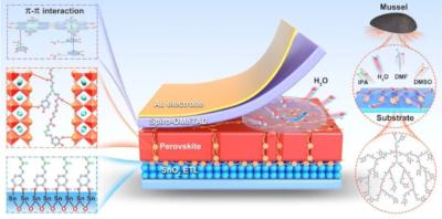 Key component for underwater adhesion feature of natural mussel and HPDA adhesive in perovskite films and interfaces image